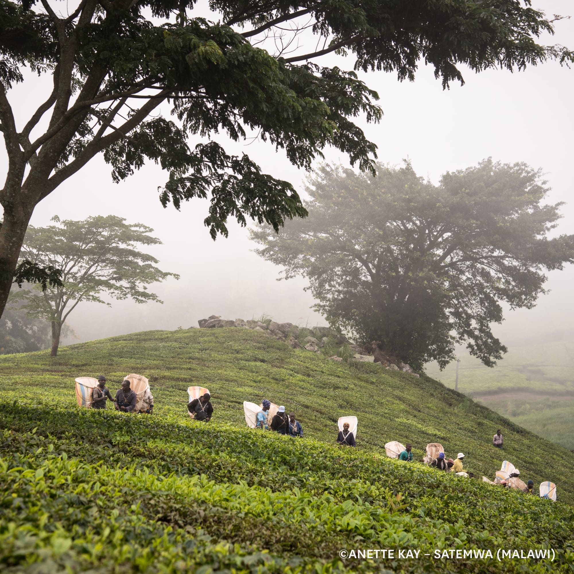 Arbeiter pflücken Teeblätter in einer Teeplantage in Malawi auf einem grünen Hügel im Nebel.