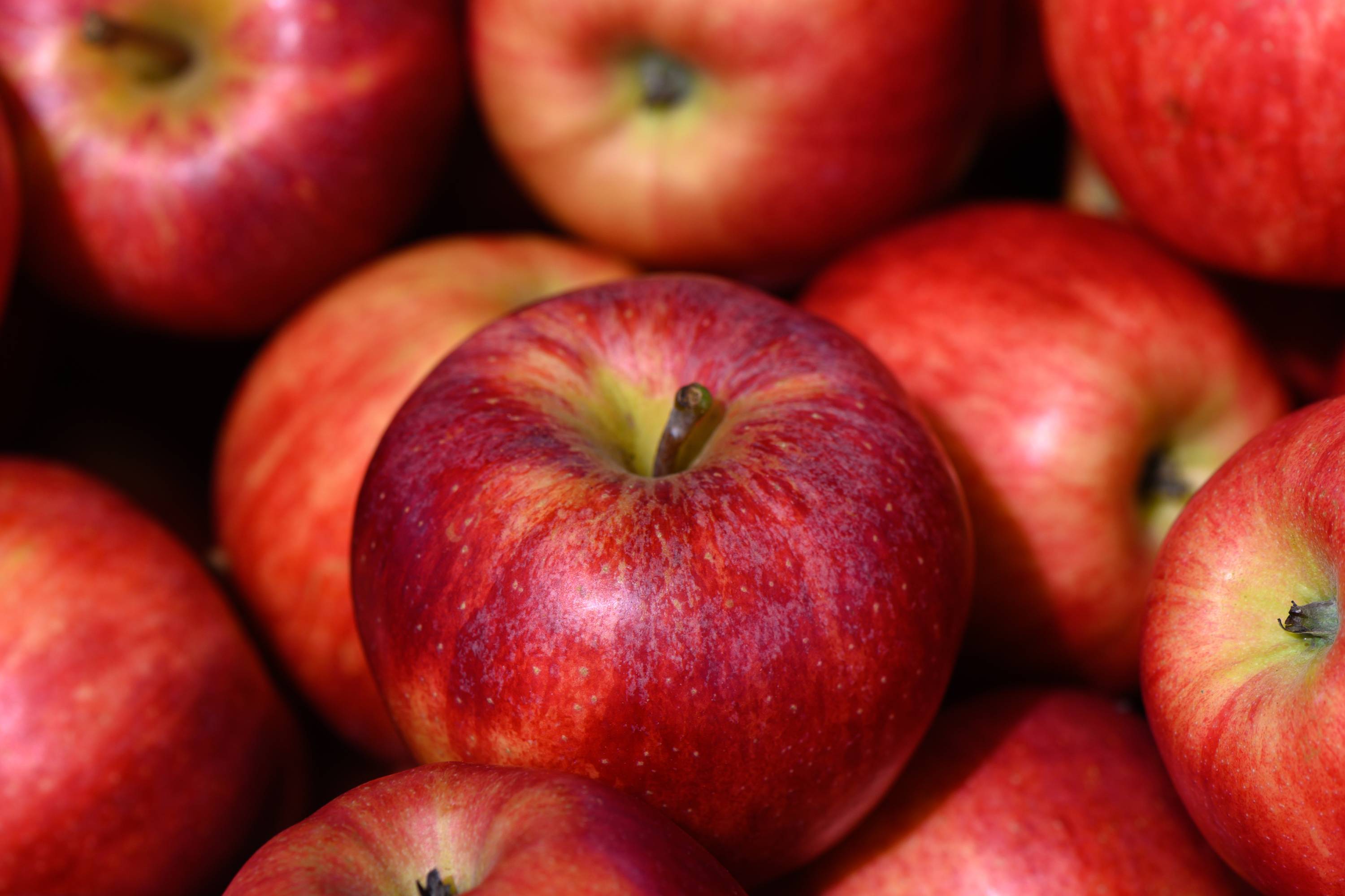 Discover Apples: From Origins to Culinary Wonders 🍎 Discover Apples: From Origins to Culinary Wonders 🍎
