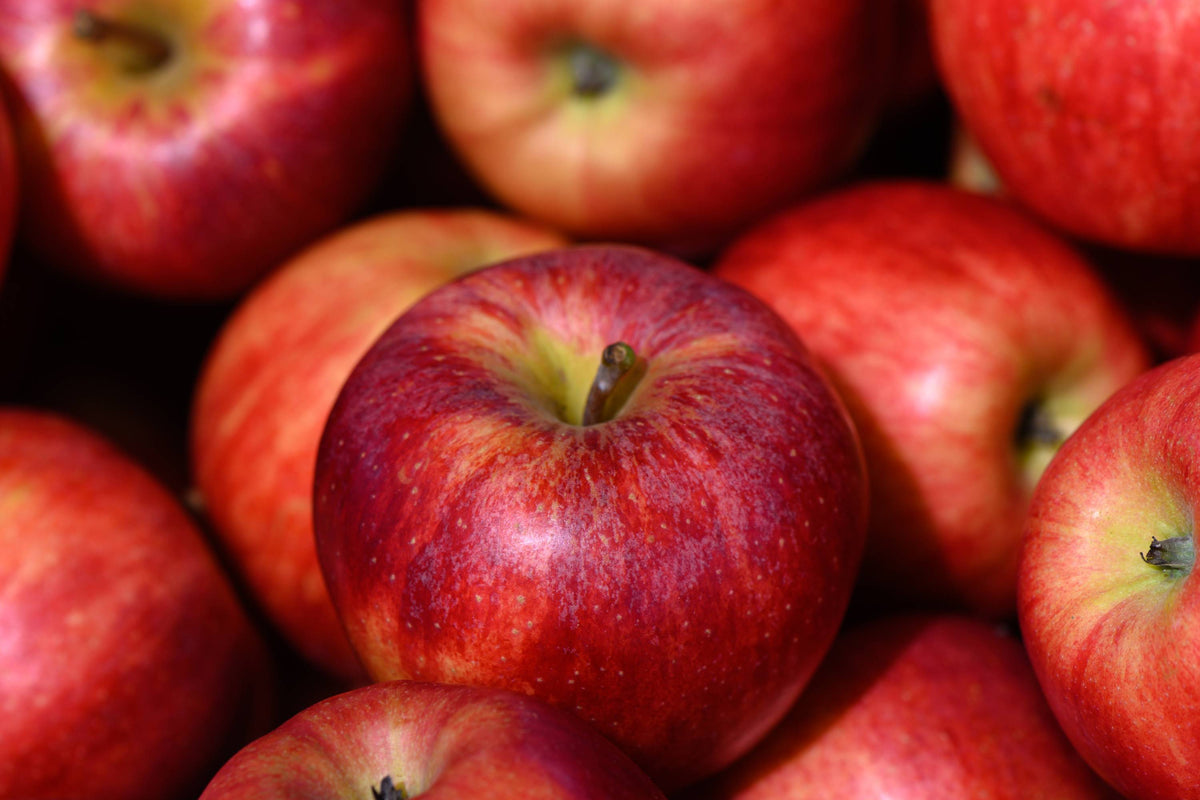 Discover Apples: From Origins to Culinary Wonders 🍎