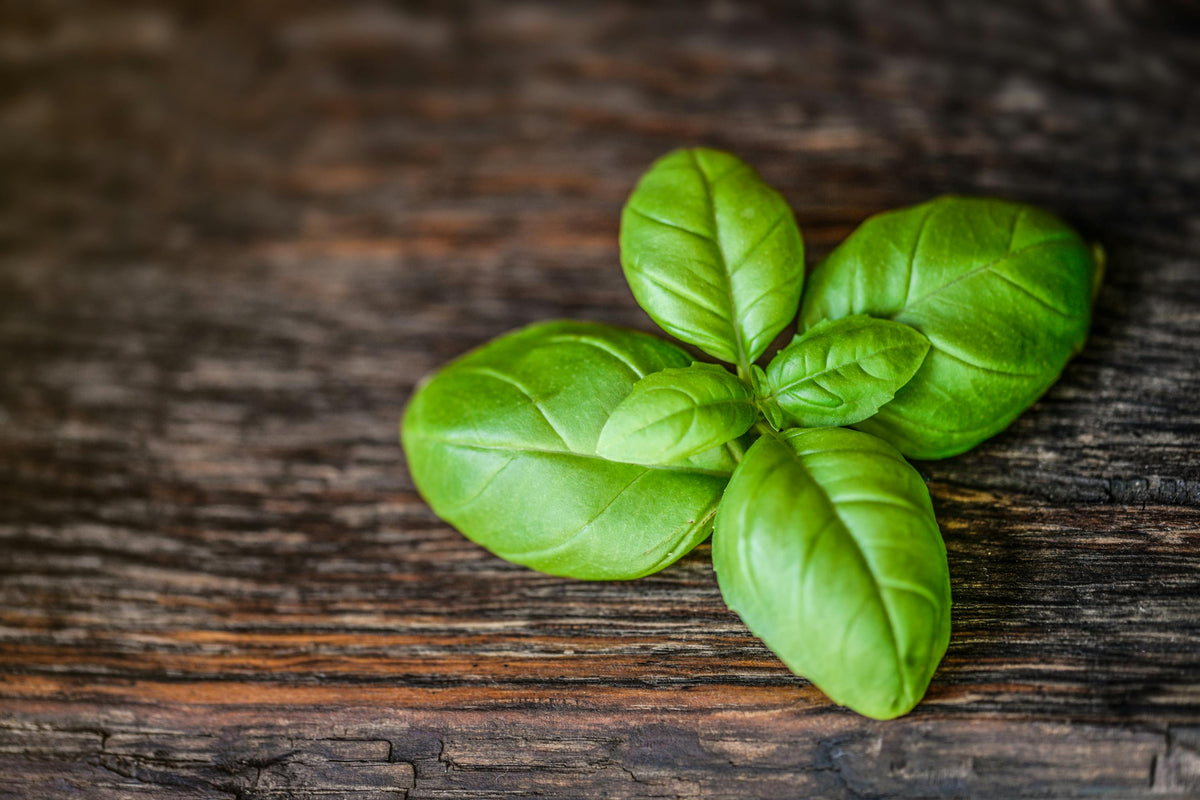 Discover Basil: Aroma, History & Modern Cuisine