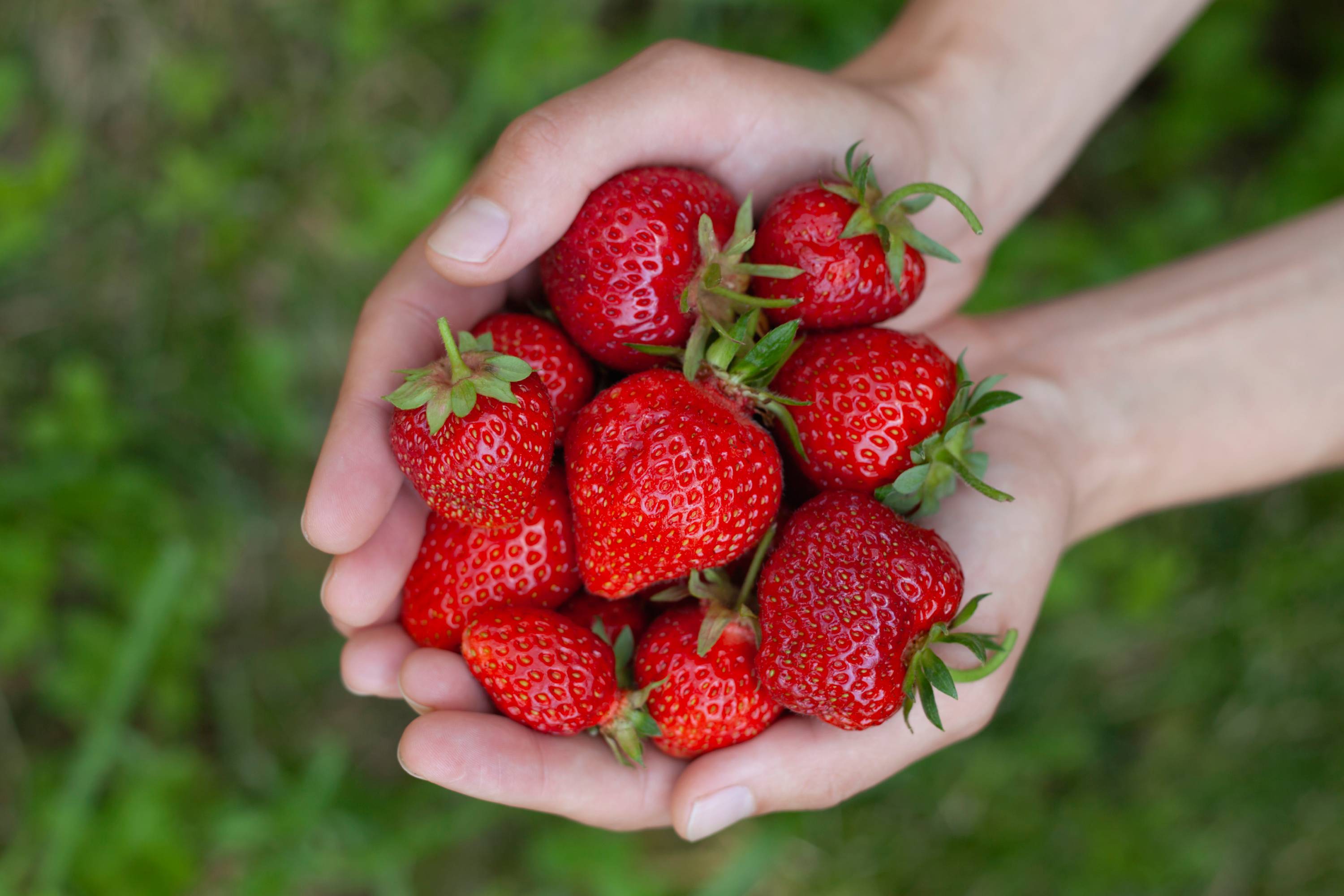Frische, leuchtend rote Erdbeeren in zwei Händen vor grünem Hintergrund