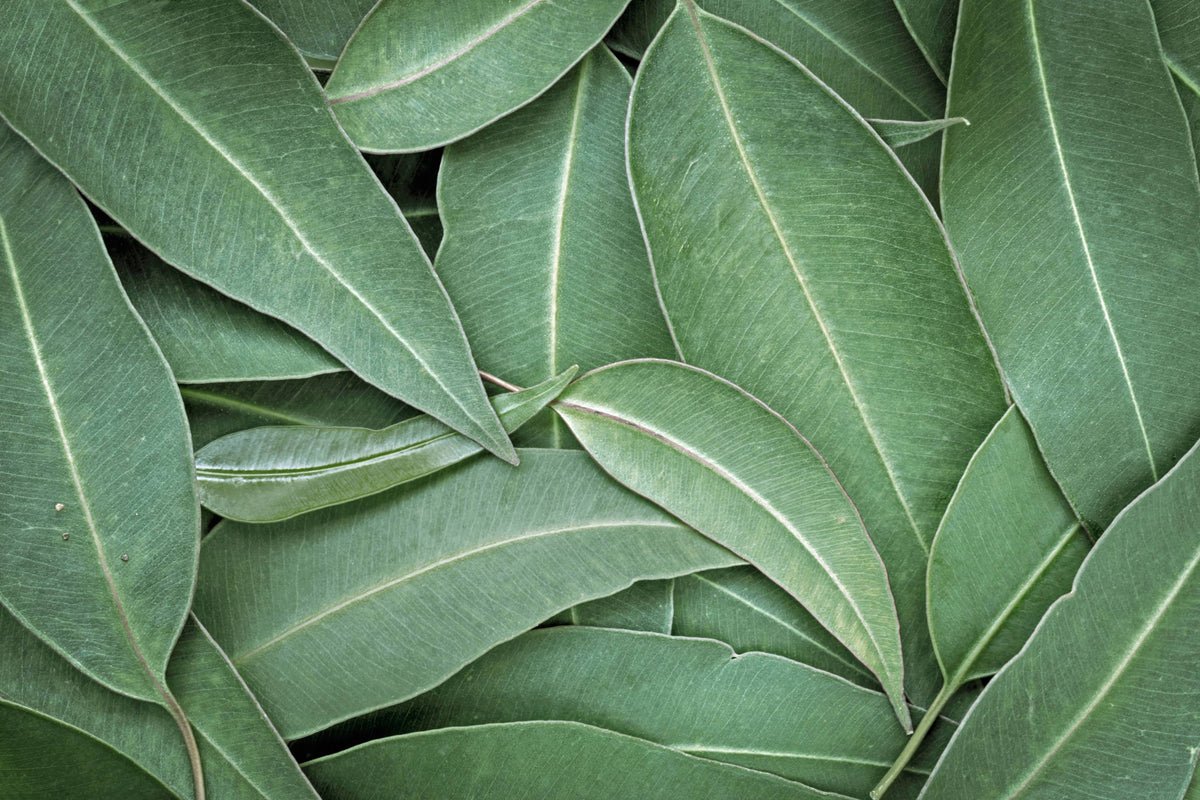 Eucalyptus: The Versatile Leaf from Australia 🌿