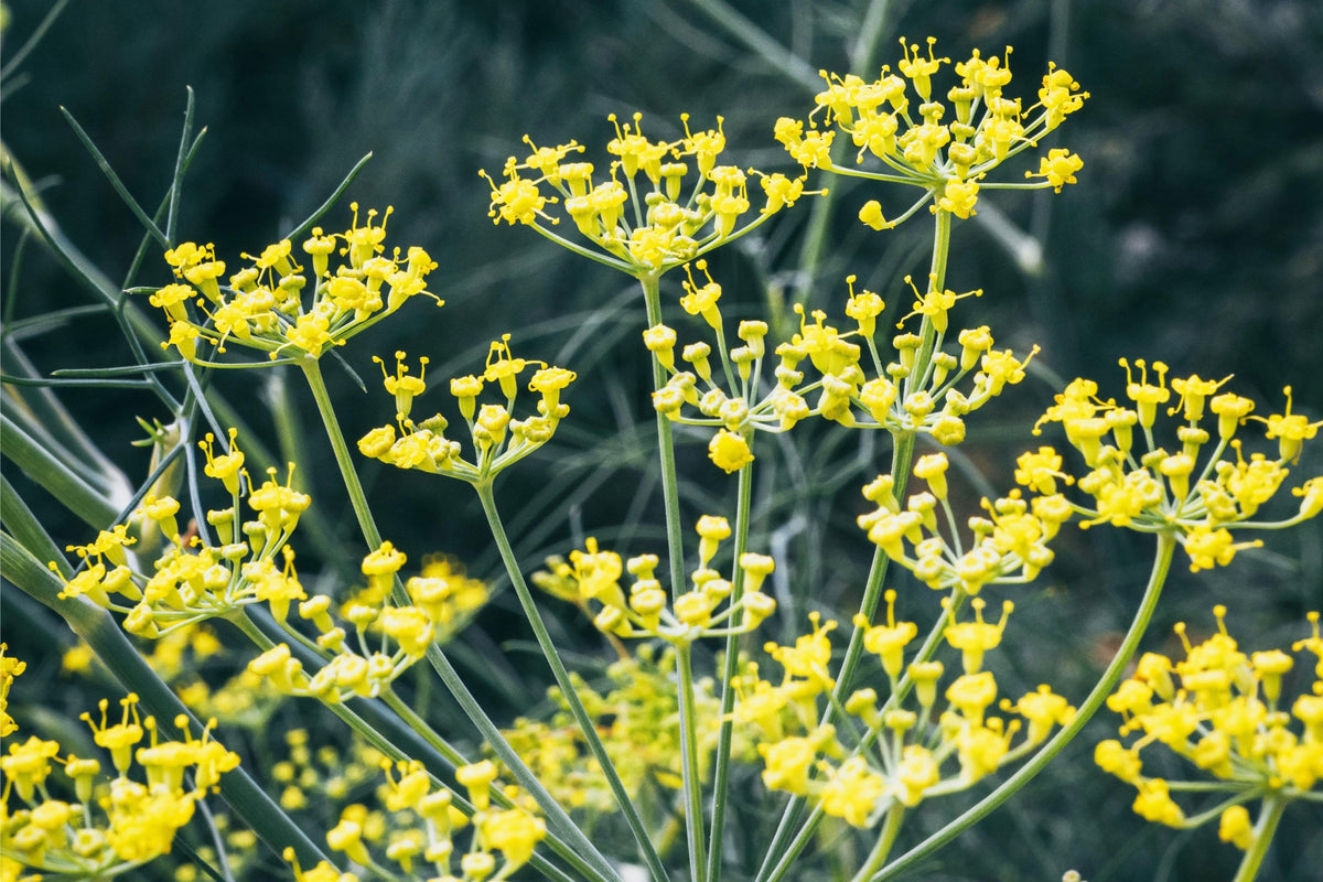 Fennel: Insights and History | P&T