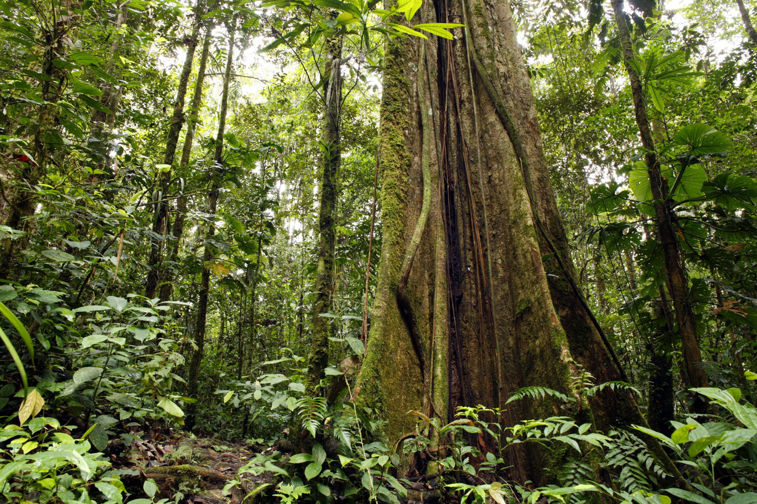 Guayusa Tea | Energising Brew from Ecuador's Amazon Rainforest Guayusa Tea | Energising Brew from Ecuador's Amazon Rainforest