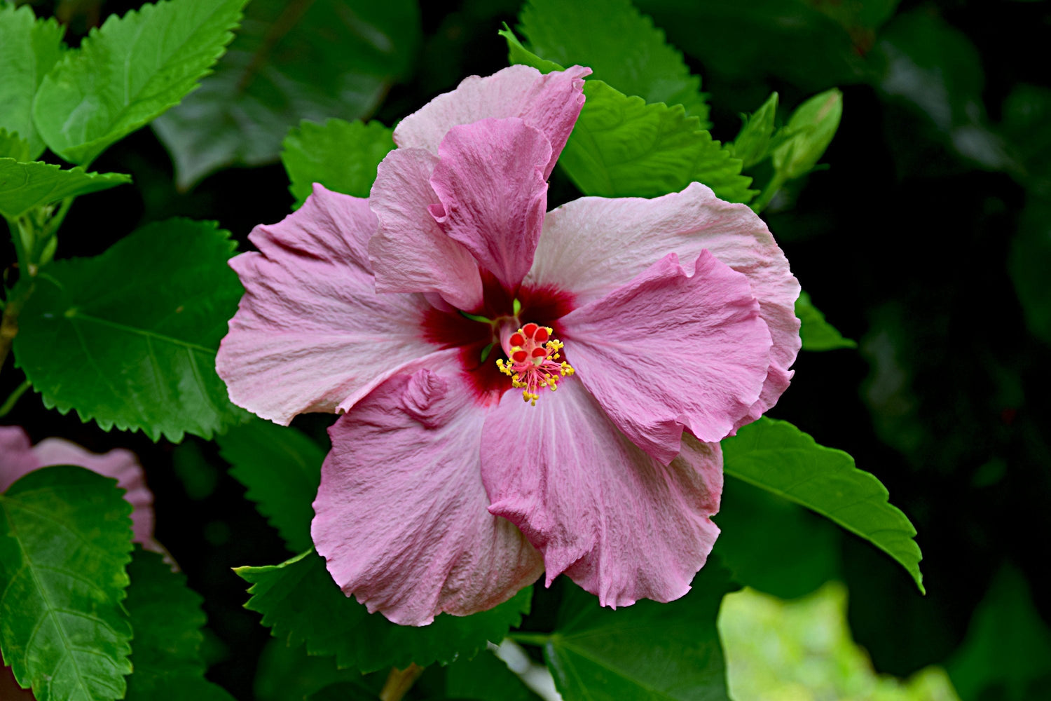 Hibiscus: The Plant and its Features
