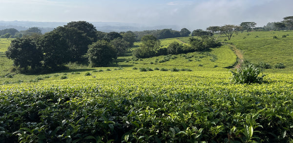Field with tea plants in Malawi