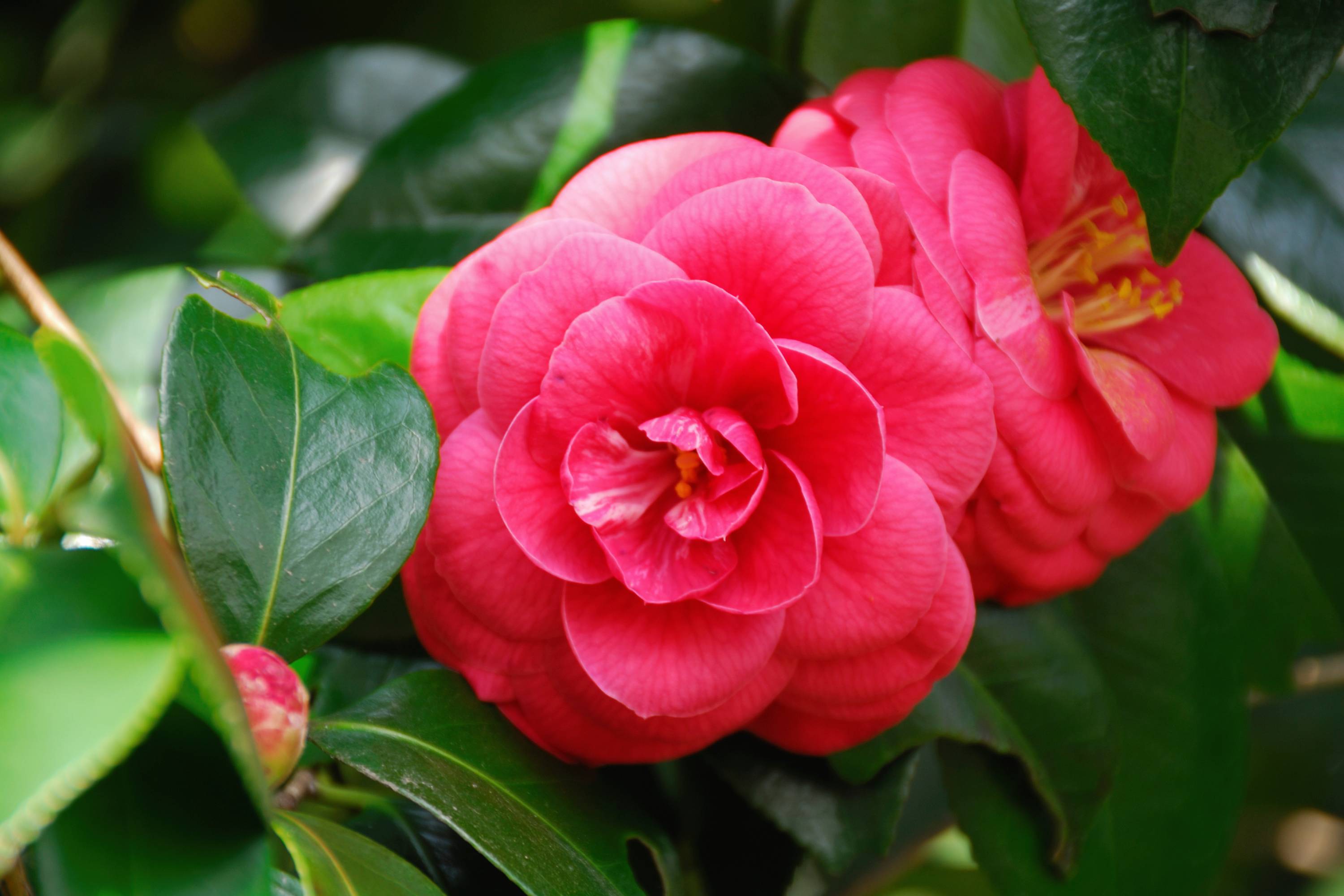 Lebendige pinkfarbene Kamelienblüten mit glänzenden grünen Blättern