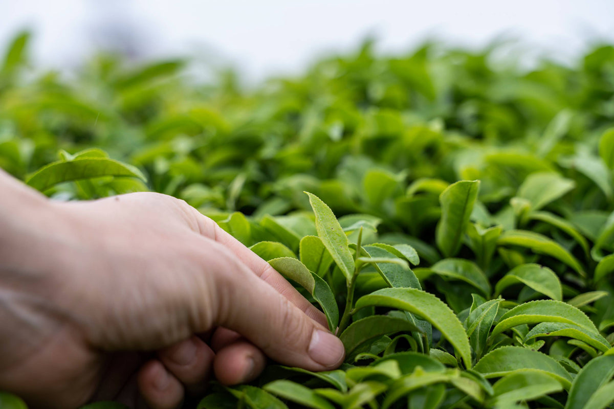 Tea In Europe Discovering European Tea: New Horizons in Cultivation