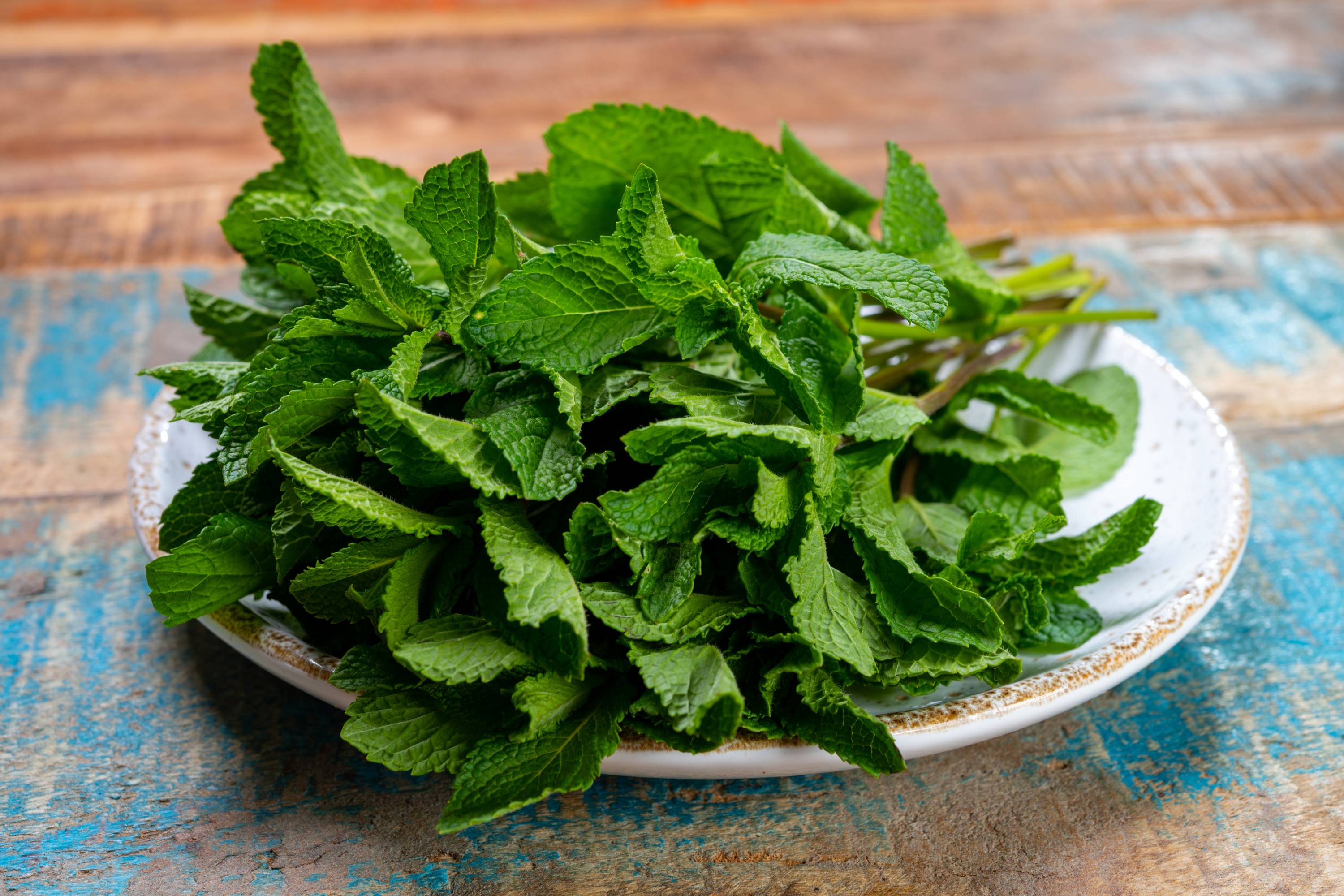 Frische grüne Minzblätter auf weißem Keramikteller