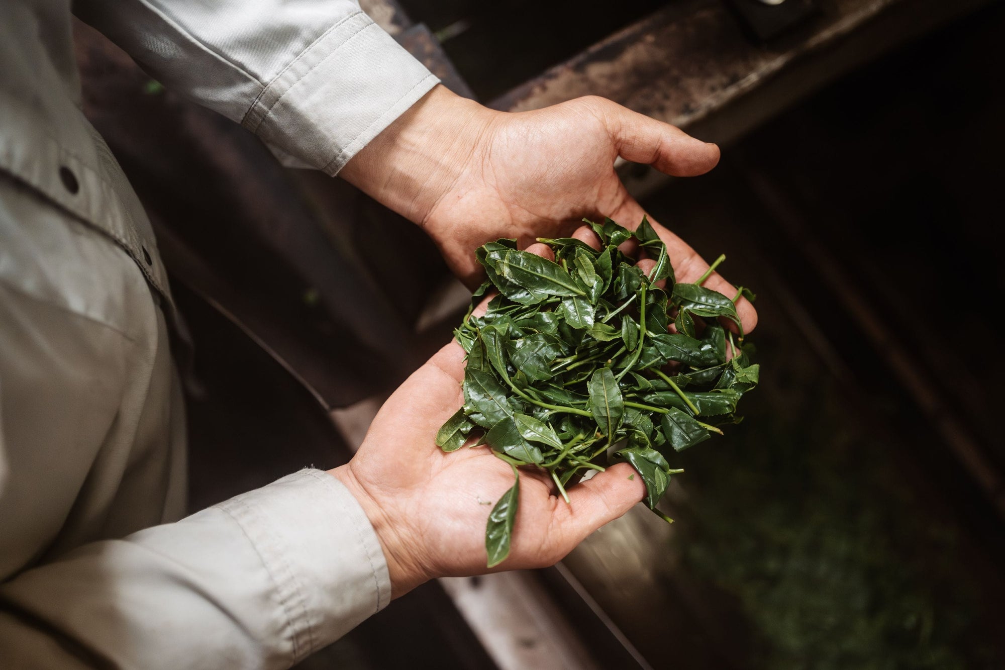 Tencha Explained: The Green Tea Behind Premium Matcha