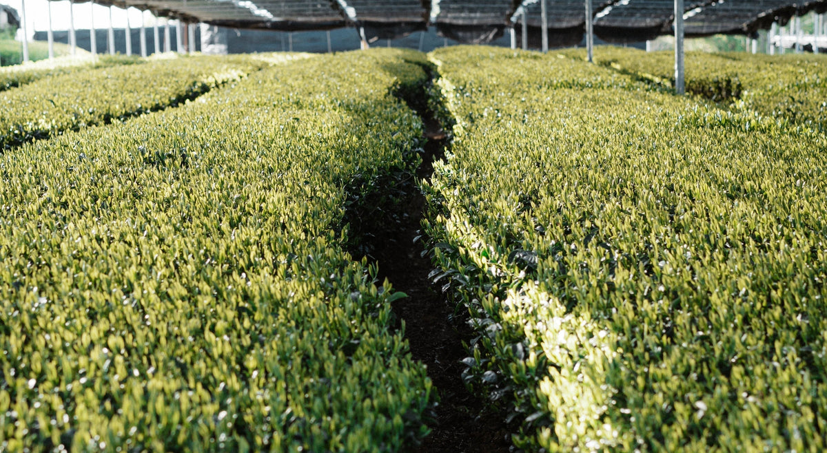 How Tea Varieties Are Crafted from Camellia Sinensis
