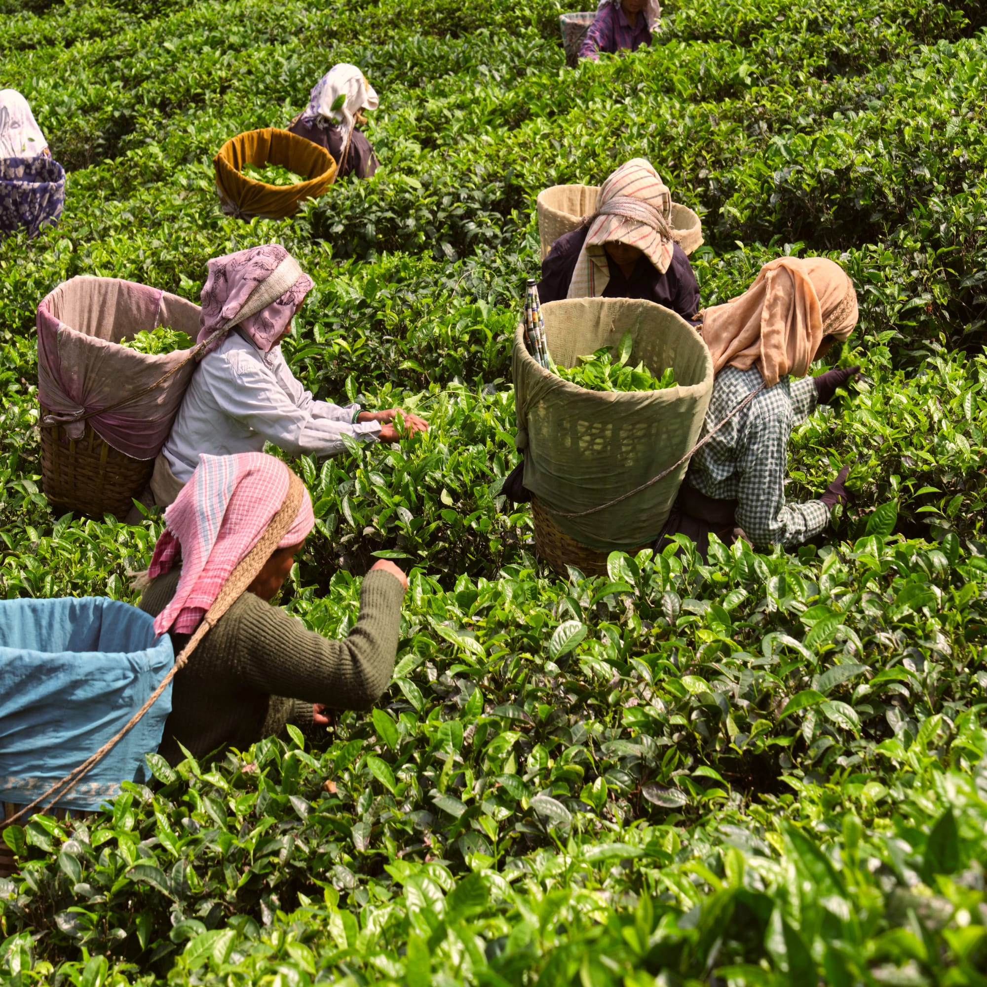 Sieben Teepflücker mit Kopftüchern sammeln Teeblätter auf einer grünen Plantage mit vollen Körben.