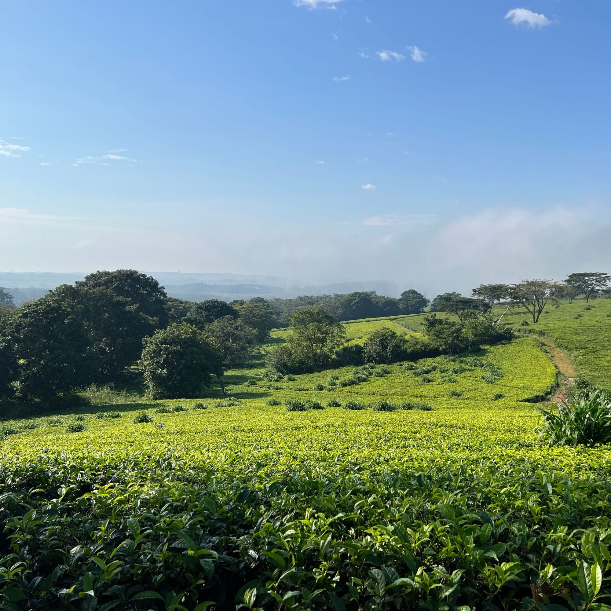 Weite grüne Teeplantage mit Teesträuchern auf sanften Hügeln unter blauem Himmel und vereinzelten Bäumen.