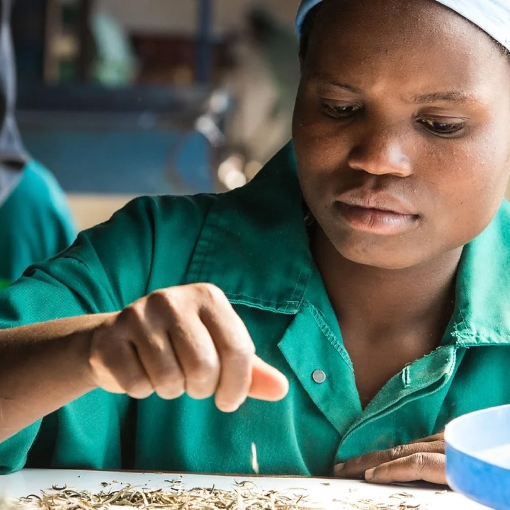 Person in grünem Arbeitsanzug und blauem Kopftuch sortiert getrocknete Pflanzenteile auf weißer Fläche