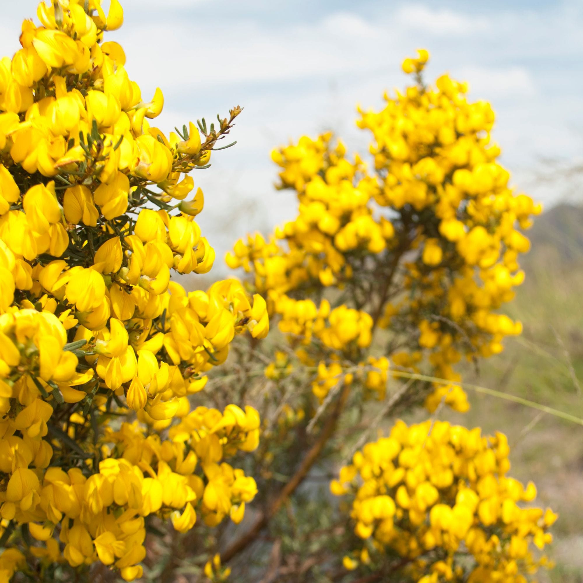 Strahlend gelbe Blumenbüsche mit grünen Blättern vor sanftem Himmel und Landschaft.