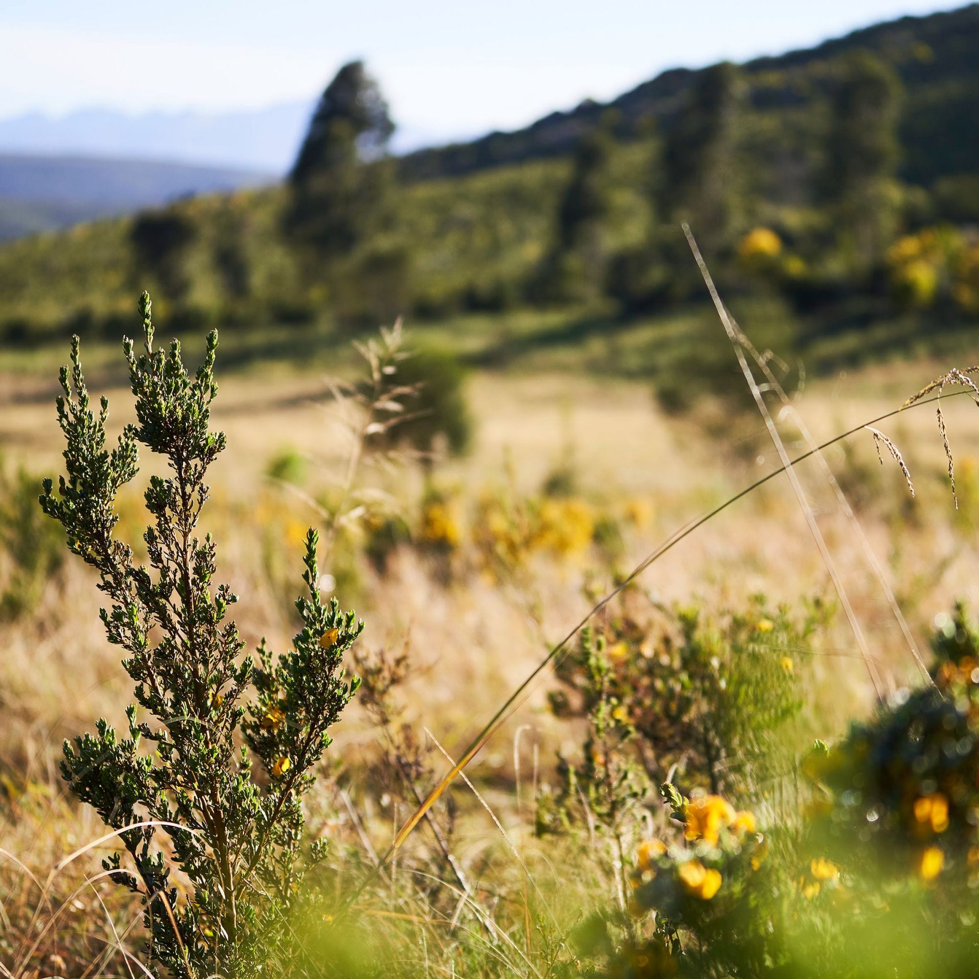 Nahaufnahme von grünen Pflanzen mit gelben Blüten auf einer Wiese, im Hintergrund sanfte Hügel und blauer Himmel.